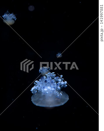 A glowing jellyfish swims through deep dark water, creating a serene and mysterious marine atmosphere with bioluminescent blue highlights that capture the beauty of ocean depths 141997881