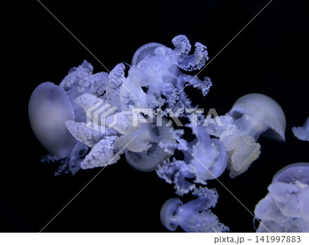 A group of translucent jellyfish swim gracefully through dark water, displaying bioluminescent textures and soft movement to evoke the mysterious beauty of deep ocean life 141997883