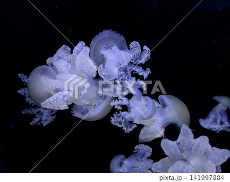A group of white jellyfish swim through dark ocean water to create an ethereal underwater scene with glowing bioluminescent tentacles and soft translucent bodies in the deep sea A group of white jellyfish swim through dark ocean water to create an ethereal underwater scene with glowing bioluminescent tentacles and soft translucent bodies in the deep sea 141997884