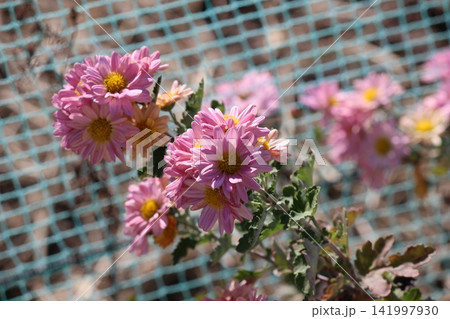 紫の花が咲いていた 紫の花が咲いていた 141997930