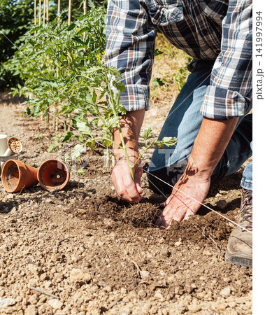 Planting tomato seedlings in the ground by hand. Agriculture. 141997994
