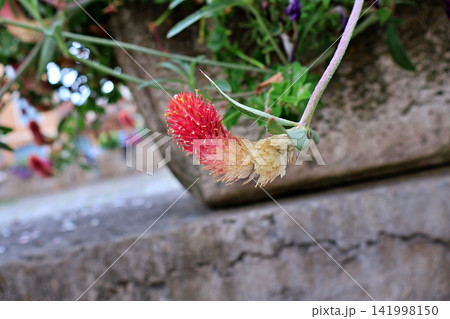 Crimson Clover Flower with Green Leaves. Crimson Clover Flower with Green Leaves. 141998150
