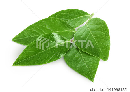 Green leaves of blueberry isolated on white background 141998185