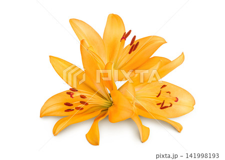 orange lily flower isolated on white background orange lily flower isolated on white background 141998193