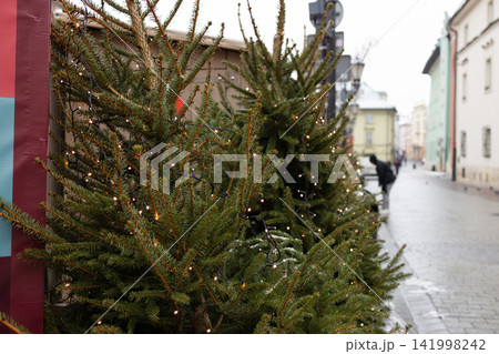Close up of outdoor Christmas trees decorated with glowing fairy lights 141998242
