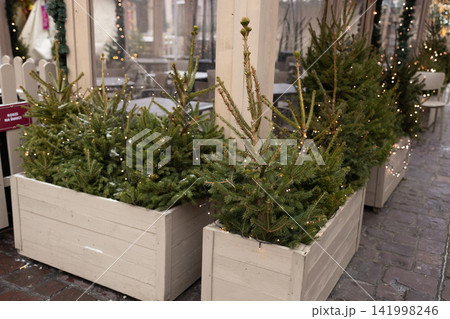 Close up of outdoor Christmas trees decorated with glowing fairy lights Close up of outdoor Christmas trees decorated with glowing fairy lights 141998246