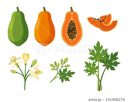 Botanical illustration set of papaya fruits in whole, halved, and sliced forms with black seeds, flowers, buds, stems, and distinctive deeply lobed green papaya leaves. Botanical illustration set of papaya fruits in whole, halved, and sliced forms with black seeds, flowers, buds, stems, and distinctive deeply lobed green papaya leaves. 141998278