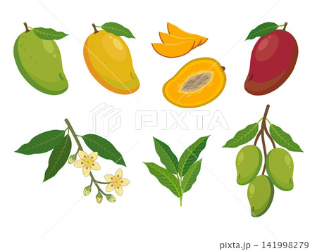 Botanical illustration set of mango fruits in whole, sliced, and halved forms, accompanied by mango leaves, flowering branches, and clusters of green mangoes. 141998279