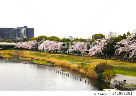 桜並木が広がる景観 141998291