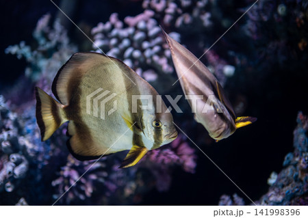 Platax teira Batfish in a Tropical Marine Aquarium. Platax teira Batfish in a Tropical Marine Aquarium. 141998396