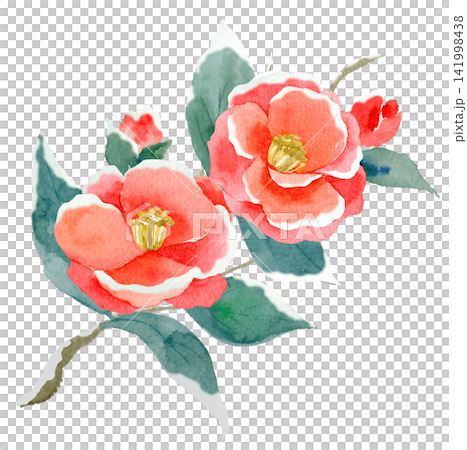 Red camellia flower - watercolor illustration Red camellia flower - watercolor illustration 141998438