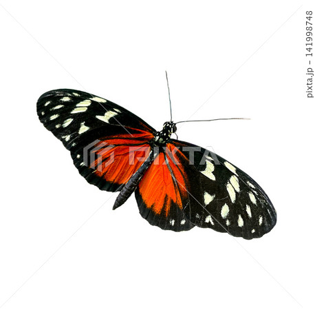 Doris longwing butterfly Heliconius doris with black orange and white patterned wings isolated on white tropical insects Doris longwing butterfly Heliconius doris with black orange and white patterned wings isolated on white tropical insects 141998748