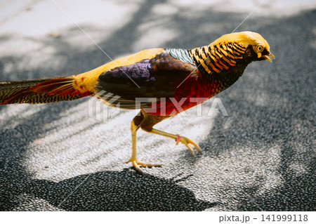 Pheasant bird or Chrysolophus pictus in the park Pheasant bird or Chrysolophus pictus in the park 141999118