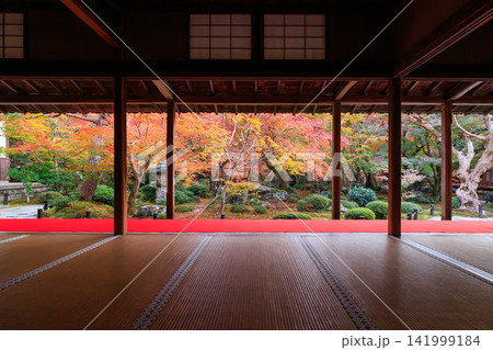 京都の圓光寺の書院から眺める十牛之庭の紅葉 141999184