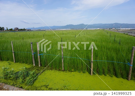 青空の下に広がる緑のい草田 青空の下に広がる緑のい草田 141999325