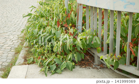 Japanese knotweed invasive plant Reynoutria japonica growing sidewalk road concreate, border and metal bridge railing cobblestone street. Asian expansive knotweed Fallopia japonica and Polygonum Japanese knotweed invasive plant Reynoutria japonica growing sidewalk road concreate, border and metal bridge railing cobblestone street. Asian expansive knotweed Fallopia japonica and Polygonum 141999369