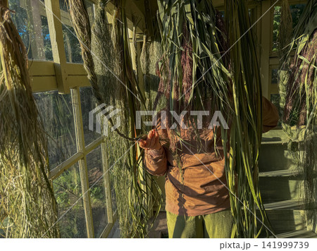 Traditional reed and cattail harvesting inside rustic greenhouse. Person prepares bundle of cattail and reed inside wooden pergola structure filled with drying herbs. Traditional reed and cattail harvesting inside rustic greenhouse. Person prepares bundle of cattail and reed inside wooden pergola structure filled with drying herbs. 141999739