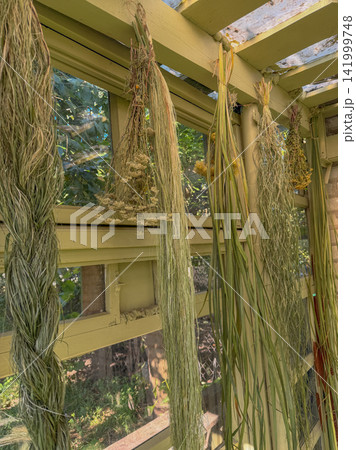Reeds and cattails form part of natural botanical display within garden house floristry workspace. Reeds and cattails are arranged in garden house for creative floristry. Reeds and cattails form part of natural botanical display within garden house floristry workspace. Reeds and cattails are arranged in garden house for creative floristry. 141999748