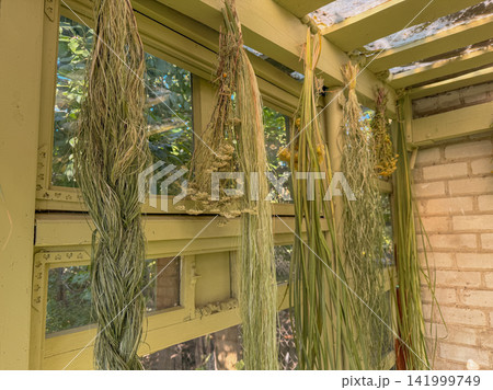 Dried herbs hanging inside rustic greenhouse drying shed. Traditional herb drying interior with rustic wooden decor. Dried herbs hanging inside rustic greenhouse drying shed. Traditional herb drying interior with rustic wooden decor. 141999749