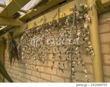Natural botanical display within garden house floristry workspace. Arranged in garden house for creative floristry. 141999755