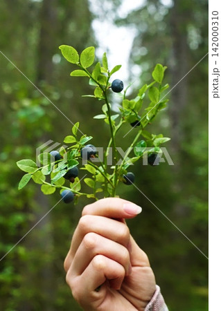 Vertical close-up of a woman's hand holding beautiful a blueberry plant. Ripe berries in a Finnish forest. Concept natural food, foraging, connection to nature, mindful season living. Finland, Lapland 142000310
