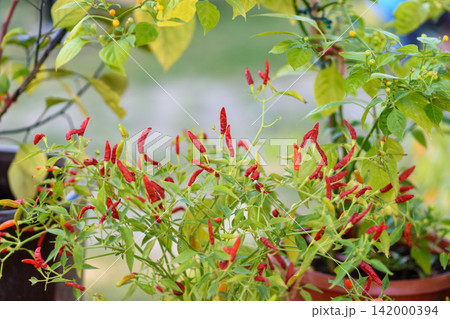 Red chili peppers growing in garden pots Red chili peppers growing in garden pots 142000394
