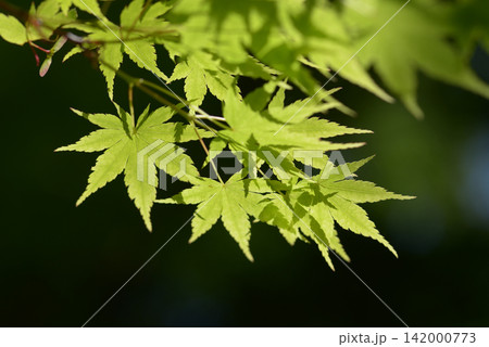 若紅葉 若楓 若紅葉 若楓 142000773