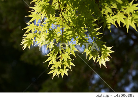 若紅葉 若楓 若紅葉 若楓 142000895