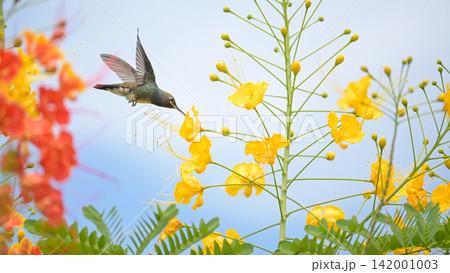 Beautiful hummingbird, a beautiful hummingbird in its ballet, collecting nectar from the beautiful flowers of Brazil, selective focus. Beautiful hummingbird, a beautiful hummingbird in its ballet, collecting nectar from the beautiful flowers of Brazil, selective focus. 142001003