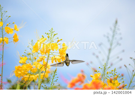 Beautiful flower and hummingbird, a beautiful flower in focus and a hummingbird out of focus in the background, selective focus. Beautiful flower and hummingbird, a beautiful flower in focus and a hummingbird out of focus in the background, selective focus. 142001004