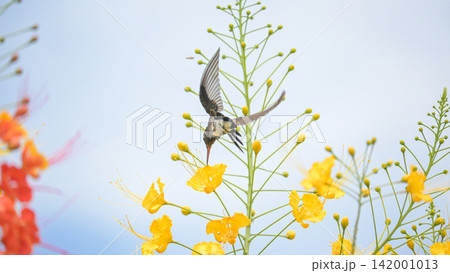 Beautiful hummingbird, a beautiful hummingbird in its ballet, collecting nectar from the beautiful flowers of Brazil, selective focus. Beautiful hummingbird, a beautiful hummingbird in its ballet, collecting nectar from the beautiful flowers of Brazil, selective focus. 142001013