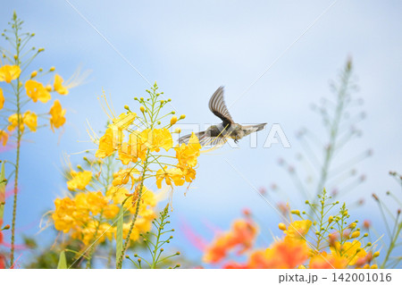 Beautiful hummingbird, a beautiful hummingbird in its ballet, collecting nectar from the beautiful flowers of Brazil, selective focus. Beautiful hummingbird, a beautiful hummingbird in its ballet, collecting nectar from the beautiful flowers of Brazil, selective focus. 142001016