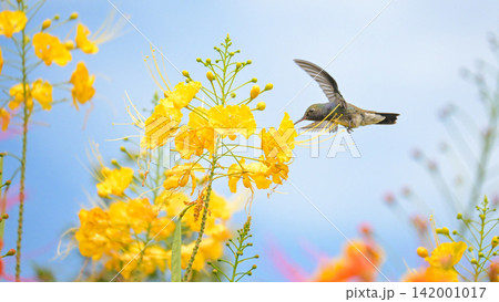 Beautiful hummingbird, a beautiful hummingbird in its ballet, collecting nectar from the beautiful flowers of Brazil, selective focus. Beautiful hummingbird, a beautiful hummingbird in its ballet, collecting nectar from the beautiful flowers of Brazil, selective focus. 142001017