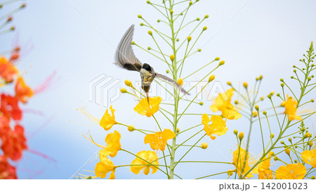 Beautiful hummingbird, a beautiful hummingbird in its ballet, collecting nectar from the beautiful flowers of Brazil, selective focus. Beautiful hummingbird, a beautiful hummingbird in its ballet, collecting nectar from the beautiful flowers of Brazil, selective focus. 142001023