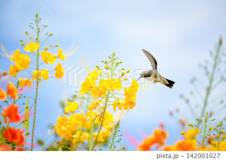 Beautiful hummingbird, a beautiful hummingbird in its ballet, collecting nectar from the beautiful flowers of Brazil, selective focus. Beautiful hummingbird, a beautiful hummingbird in its ballet, collecting nectar from the beautiful flowers of Brazil, selective focus. 142001027