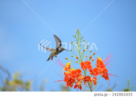 Beautiful hummingbird, a beautiful hummingbird in its ballet, collecting nectar from the beautiful flowers of Brazil, selective focus. Beautiful hummingbird, a beautiful hummingbird in its ballet, collecting nectar from the beautiful flowers of Brazil, selective focus. 142001035