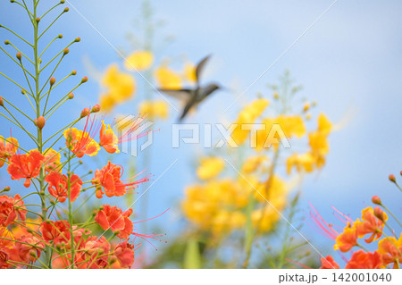 Beautiful flower and hummingbird, a beautiful flower in focus and a hummingbird out of focus in the background, selective focus. 142001040