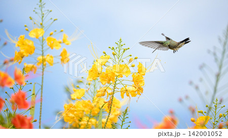 Beautiful hummingbird, a beautiful hummingbird in its ballet, collecting nectar from the beautiful flowers of Brazil, selective focus. Beautiful hummingbird, a beautiful hummingbird in its ballet, collecting nectar from the beautiful flowers of Brazil, selective focus. 142001052
