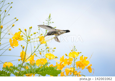 Beautiful hummingbird, a beautiful hummingbird in its ballet, collecting nectar from the beautiful flowers of Brazil, selective focus. Beautiful hummingbird, a beautiful hummingbird in its ballet, collecting nectar from the beautiful flowers of Brazil, selective focus. 142001062