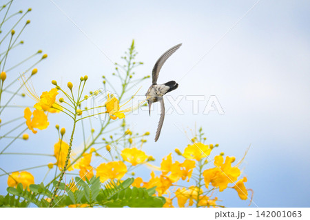 Beautiful hummingbird, a beautiful hummingbird in its ballet, collecting nectar from the beautiful flowers of Brazil, selective focus. Beautiful hummingbird, a beautiful hummingbird in its ballet, collecting nectar from the beautiful flowers of Brazil, selective focus. 142001063