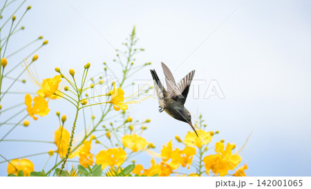 Beautiful hummingbird, a beautiful hummingbird in its ballet, collecting nectar from the beautiful flowers of Brazil, selective focus. Beautiful hummingbird, a beautiful hummingbird in its ballet, collecting nectar from the beautiful flowers of Brazil, selective focus. 142001065