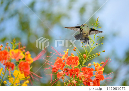 Beautiful hummingbird, a beautiful hummingbird in its ballet, collecting nectar from the beautiful flowers of Brazil, selective focus. Beautiful hummingbird, a beautiful hummingbird in its ballet, collecting nectar from the beautiful flowers of Brazil, selective focus. 142001071