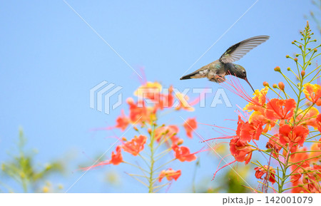 Beautiful hummingbird, a beautiful hummingbird in its ballet, collecting nectar from the beautiful flowers of Brazil, selective focus. Beautiful hummingbird, a beautiful hummingbird in its ballet, collecting nectar from the beautiful flowers of Brazil, selective focus. 142001079