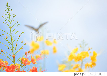 Beautiful flower and hummingbird, a beautiful flower in focus and a hummingbird out of focus in the background, selective focus. Beautiful flower and hummingbird, a beautiful flower in focus and a hummingbird out of focus in the background, selective focus. 142001092