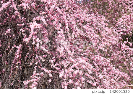 春の訪れを告げる梅の花 春の訪れを告げる梅の花 142001520
