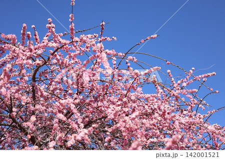春の訪れを告げる梅の花 春の訪れを告げる梅の花 142001521
