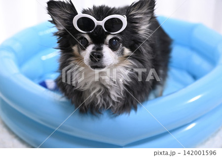 サングラスをかけてプールで遊ぶ高齢犬　チワワ　 142001596
