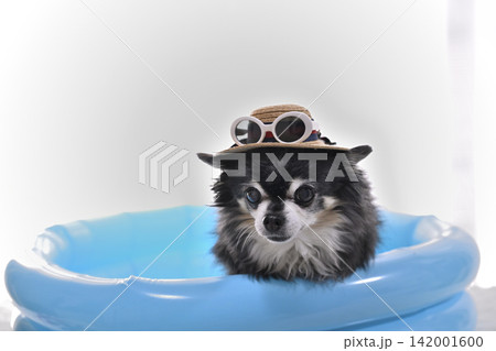 麦わら帽子とサングラス　プールで遊ぶ高齢犬　チワワ　 142001600