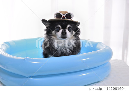 麦わら帽子とサングラス プールで遊ぶ高齢犬 チワワ 麦わら帽子とサングラス プールで遊ぶ高齢犬 チワワ 142001604