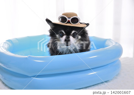 麦わら帽子とサングラス プールで遊ぶ高齢犬 チワワ 麦わら帽子とサングラス プールで遊ぶ高齢犬 チワワ 142001607